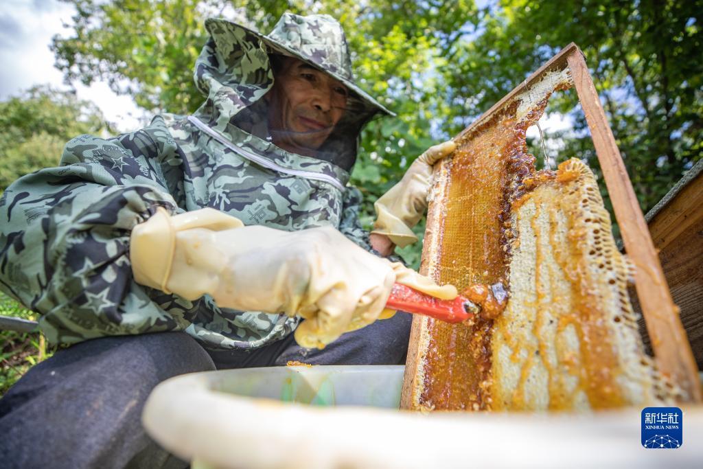 网站扎金花
